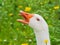 Portrait of a white geese screaming beak open