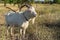 Portrait of white goat with abnormally enormous horns standing on a summer pasture in central Ukraine