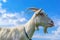 Portrait of a white goat against a bright blue sky
