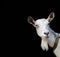 Portrait of a white goat closeup on a black background.