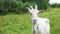 Portrait of a white goat grazing on the grass.