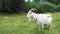 Portrait of a white goat grazing on the grass.