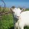 Portrait of white goat on green grassing meadow summe