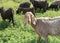 Portrait of a white goat looking at the camera. Herd of goats grazing in pasture