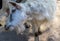 Portrait of a white goat looking sadly straight at the camera on one side; close-up photo of an animal at the sheepfold