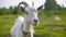 Portrait white goat looking to camera on green pasture in livestock. Close up white nanny goat on farming field in rural