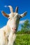 Portrait of a white goat in a village, grazing in nature