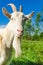 Portrait of a white goat in a village, grazing in nature