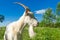 Portrait of a white goat in a village, grazing in nature