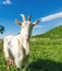 Portrait of a white goat in a village, grazing in nature