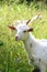 Portrait of a white goatling standing on summer pasture