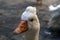Portrait of a white goose with an orange beak