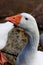 A portrait of a white goose posing