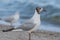 Portrait of a white gull walking along the seashore. Wild seagull with natural sea background