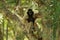 Portrait of white-handed gibbon