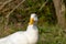Portrait of a white heavy Pekin Duck