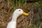 Portrait of a white heavy Pekin Duck