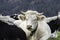 Portrait of a white horned cow