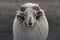 A Portrait Of A White Horned Heath - Heidschnucke