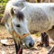 Portrait of a White horse