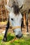 Portrait of a White horse