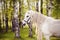 Portrait of a white horse with a long mane on a background of birch trees