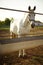 Portrait of a white horse in a paddock near water bowl