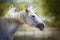 Portrait of a white horse shaking its mane