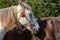 Portrait of white horse. White horse head in stable closeup. Rural ranch life. Farm animals concept.