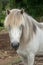 Portrait of a white Icelandic horse with long gray mane