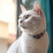 Portrait of a white Japanese Bobtail cat sitting in a light room beside a window. Closeup face of a beautiful Japanese Bobtail cat
