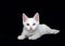 Portrait of a white kitten with heterochromia eyes black background