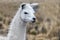 portrait of white lama