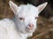 Portrait of white lamb. close up