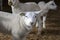 Portrait of a white lamb, iodine medicaments on mouth, in a barn