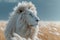 Portrait of a white lion in a field in summer