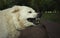 Portrait of white livestock guard dog. A close-up view of a young dog`s head