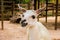 Portrait of a white llama, Lama glama