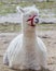 Portrait of a white llama lying down