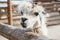 Portrait of white llama near wooden fence