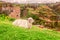 Portrait Of A White Llama Resting In A Meadow