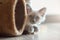 Portrait of white long hair birman cat with blue eyes