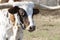 Portrait of white Longhorn with brindle spots