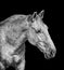 Portrait of white Lusitano horse, on black background