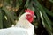 Portrait of white maran chicken