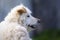 Portrait of a white mongrel dog with brown ears