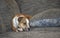 Portrait of a white/multi colored Pitbull Boxer mix resting on a couch