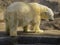 Portrait of a white or northern bear Ursus maritimus