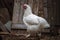 Portrait of the white orpington chicken hen hen house nibbling on the green grass gallus domesticus bird feeding at the farm