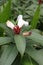 Portrait: White Pacing flowers are a medicinal plant belonging to the Zingiberaceae family